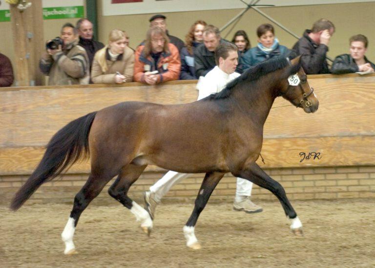 Welsh-hengst-Firwood’s-Rionoko